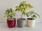 Schefflera plants or umbrella trees potted in a colorful and decorative pots with white background