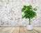 Schefflera a potted near brick wall