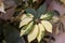 Schefflera umbrella tree leaf closeup