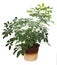 Schefflera, umbrella tree in pot on white background. Homeplant isolated.