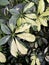 Schefflera variegated foliage, evergreen tropical leaves background