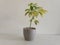 Schefflera variegated plant potted in a decorative ceramic grey pot with a white isolated background