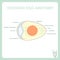 Schematic chicken egg anatomy stock vector illustration, Is marked thin albumen, chalaza, yolk, vitelline membrane, germinal disk