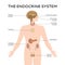 Schematic colorful vector illustration of male endocrine system