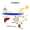 Schematic diagram of vitamin D metabolism