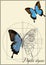 A schematic drawing of a butterfly.