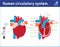 Schematic of heart anatomy.vector illustration flat icon cartoon design