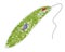 Schematic illustration of Euglena Gracilis