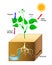 Schematic of photosynthesis in plants