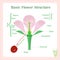 Scheme of basic flower structure. Learning biology