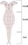Scheme of bdelloid rotifer anatomy