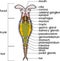 Scheme of bdelloid rotifer anatomy