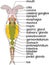 Scheme of bdelloid rotifer anatomy