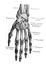 The scheme of bones of wrist in the old book Meyers Lexicon, vol. 2, 1897, Leipzig