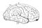 Scheme of brain, from a side in the old book The Encyclopaedia Britannica, vol. 1, by C. Blake, 1875, Edinburgh