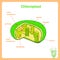 Scheme of Chloroplast structure