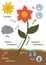 Scheme of Movement of substances in the plant