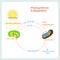 Scheme of Photosynthesis and Respiration, hand drawn biology