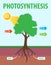 Scheme of photosynthesis of a tree