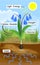Scheme of plant photosynthesis on example of Siberian squill