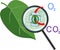 Scheme of plant respiration and stomatal complex of green leaf under magnifying glass