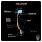 Scheme of tipical anatomy neuron structure for school education