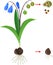 Scheme of vegetative and generative reproduction of Siberian squill or Scilla siberica plant