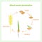 Scheme of Wheat seed germination. Learning biology