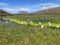 Scheuchzer`s cottongrass, or white cottongrass, Eriophorum scheuchzeri in a Icelandic landscape