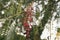 Schinus molle. California pepper tree. Peruvian pepper tree texture and background.