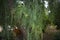 Schinus molle foliage