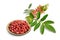 Schinus terebinthifolia or Brazilian peppertree, aroeira or rose pepper, broadleaved pepper tree, wilelaiki or wililaiki,