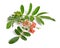 Schinus terebinthifolia or Brazilian peppertree, aroeira or rose pepper, broadleaved pepper tree, wilelaiki or wililaiki, Christma