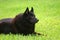 Schipperke