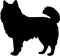 Schipperke Black Silhouette Generative Ai