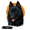 Schipperke dog portrait isolated on white. Digital art illustration of hand drawn web, t-shirt print and puppy food cover design.