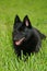 Schipperke profile