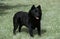 SCHIPPERKE Schipperke Dos standing on Lawn