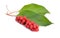 Schisandra chinensis berries Isolated on white background