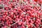 Schisandra chinensis berries in a plate. Clusters of ripe schizandra. Crop of useful plant.