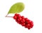 Schisandra chinensis or five-flavor berry. Fresh red ripe berry isolated on white background