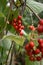 Schizandra chinensis vine with ripe fruits