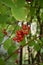 Schizandra chinensis vine with ripe fruits