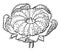 Schizocarp Carcerule of Mallow vintage illustration