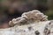 Schizophyllum commune Common split gill lovely light brown orange mushroom, scalloped with white at the edges, growing on dead