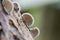 Schizophyllum commune species of gilled fungus