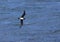 Schlegels Stormvogel, Atlantic Petrel, Pterodroma incerta