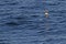 Schlegels Stormvogel, Atlantic Petrel, Pterodroma incerta