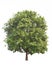Schleichera oleosa/kusum tree - with new red leaves,mature green