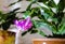 Schlumberger`s houseplant or Decembrist blooms pink flower